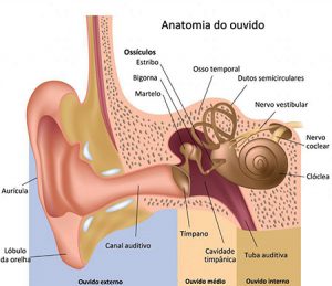 Aparelhos auditivos BH/Aparelhos auditivos - Como ouvimos