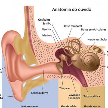 Aparelhos auditivos BH/Aparelhos auditivos - Como ouvimos